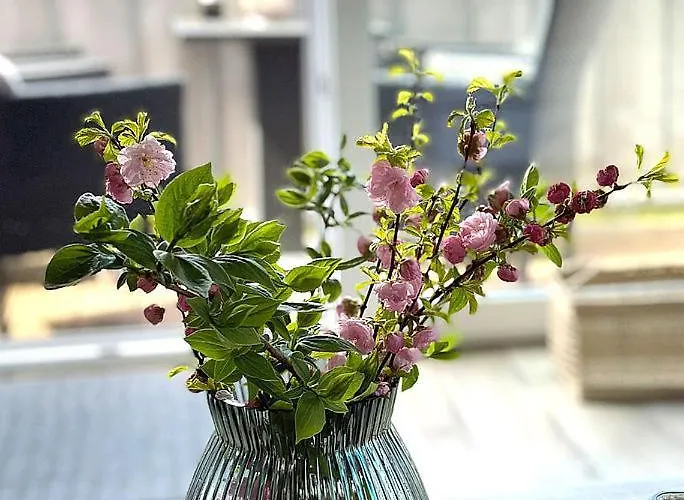 Haus Auguste, Haubentaucher Appartement Rostock